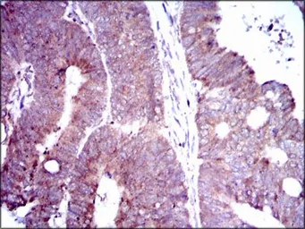 Anti-DLL4 antibody [4A11F8] used in IHC (Paraffin sections) (IHC-P). GTX60617