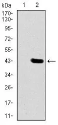 Anti-DLL4 antibody [4A11F8] used in Western Blot (WB). GTX60617