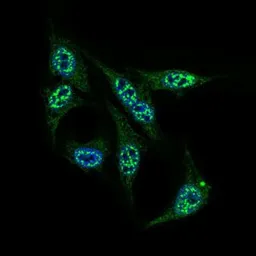 Anti-INCENP antibody [3D2] used in Immunocytochemistry/ Immunofluorescence (ICC/IF). GTX60619