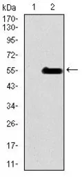 Anti-INCENP antibody [3D2] used in Western Blot (WB). GTX60619