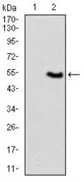 Anti-VAV1 antibody [2E11] used in Western Blot (WB). GTX60621