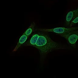 Anti-GCNF antibody [4G8] used in Immunocytochemistry/ Immunofluorescence (ICC/IF). GTX60623