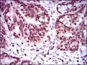 Anti-GCNF antibody [4G8] used in IHC (Paraffin sections) (IHC-P). GTX60623