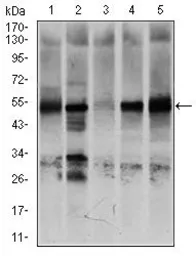 Anti-GCNF antibody [4G8] used in Western Blot (WB). GTX60623