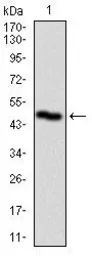 Anti-PLK1 antibody [1D1] used in Western Blot (WB). GTX60624