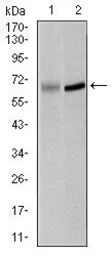 Anti-PLK1 antibody [3C11] used in Western Blot (WB). GTX60627