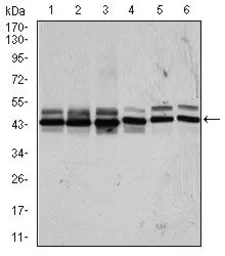 Anti-CSNK2A2 antibody [1E1] used in Western Blot (WB). GTX60636