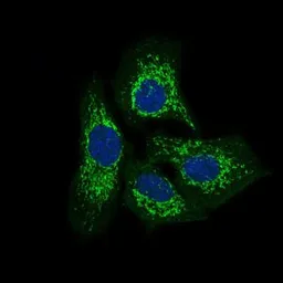 Anti-PTK9 antibody [7C11] used in Immunocytochemistry/ Immunofluorescence (ICC/IF). GTX60638