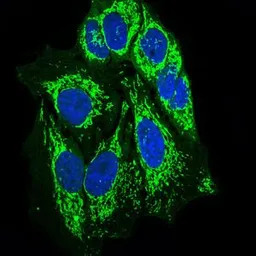 Anti-SHP2 antibody [6D9] used in Immunocytochemistry/ Immunofluorescence (ICC/IF). GTX60640