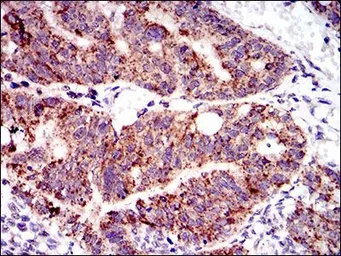 Anti-SHP2 antibody [6D9] used in IHC (Paraffin sections) (IHC-P). GTX60640