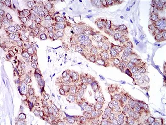 Anti-SHP2 antibody [6D9] used in IHC (Paraffin sections) (IHC-P). GTX60640