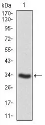 Anti-SHP2 antibody [6D9] used in Western Blot (WB). GTX60640