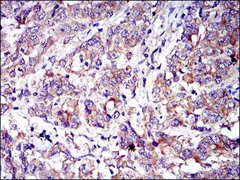 Anti-CD6 antibody [6B9] used in IHC (Paraffin sections) (IHC-P). GTX60641