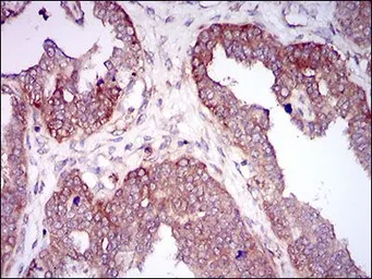 Anti-HAS2 antibody [4E7] used in IHC (Paraffin sections) (IHC-P). GTX60647