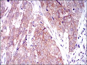 Anti-Mark3 antibody [2G12] used in IHC (Paraffin sections) (IHC-P). GTX60648