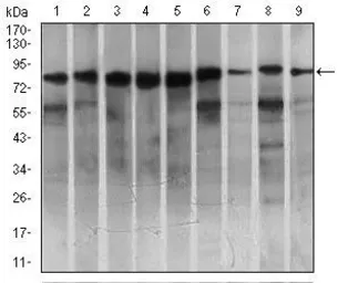 Anti-Mark3 antibody [2G12] used in Western Blot (WB). GTX60648
