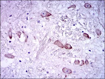 Anti-NF-H antibody [8H10] used in IHC (Paraffin sections) (IHC-P). GTX60650