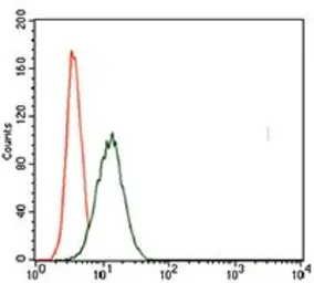 Anti-Brachyury antibody [1H9A2] used in Flow cytometry (FCM). GTX60654