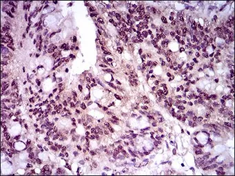 Anti-Brachyury antibody [1H9A2] used in IHC (Paraffin sections) (IHC-P). GTX60654