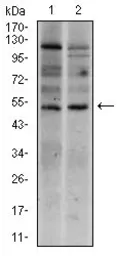 Anti-Brachyury antibody [1H9A2] used in Western Blot (WB). GTX60654