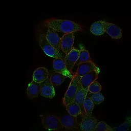 Anti-CD59 antibody [8D2B8] used in Immunocytochemistry/ Immunofluorescence (ICC/IF). GTX60658