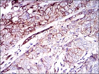 Anti-CD59 antibody [8D2B8] used in IHC (Paraffin sections) (IHC-P). GTX60658