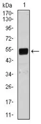 Anti-Lplunc1 antibody [1F11E3] used in Western Blot (WB). GTX60659