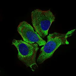 Anti-KEAP1 antibody [1F10B6] used in Immunocytochemistry/ Immunofluorescence (ICC/IF). GTX60660