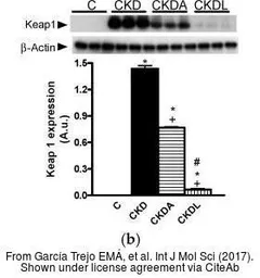 Anti-KEAP1 antibody [1F10B6] used in Western Blot (WB). GTX60660