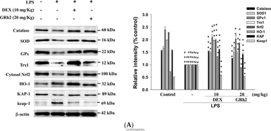 Anti-KEAP1 antibody [1F10B6] used in Western Blot (WB). GTX60660