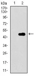 Anti-CDKN2A / p16INK4a antibody [1D7D2] used in Western Blot (WB). GTX60663