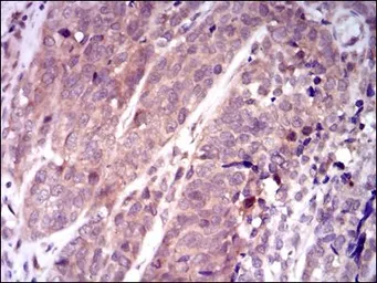 Anti-KEAP1 antibody [7G4B10] used in IHC (Paraffin sections) (IHC-P). GTX60664