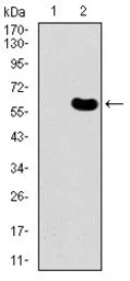 Anti-DKK3 antibody [8A5C6] used in Western Blot (WB). GTX60665