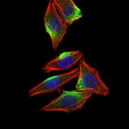 Anti-CaMKIV antibody [8C5B8] used in Immunocytochemistry/ Immunofluorescence (ICC/IF). GTX60667