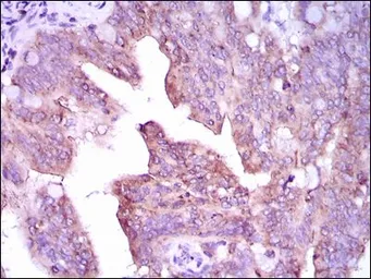 Anti-CaMKIV antibody [8C5B8] used in IHC (Paraffin sections) (IHC-P). GTX60667