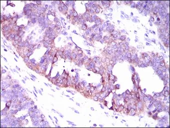Anti-CaMKIV antibody [8C5B8] used in IHC (Paraffin sections) (IHC-P). GTX60667