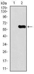 Anti-CaMKIV antibody [8C5B8] used in Western Blot (WB). GTX60667