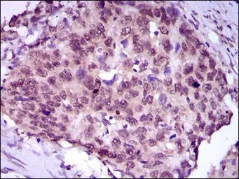 Anti-MEF2C antibody [6H2G2] used in IHC (Paraffin sections) (IHC-P). GTX60668