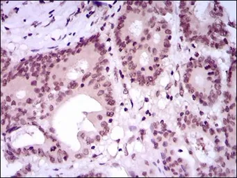 Anti-MEF2C antibody [6H2G2] used in IHC (Paraffin sections) (IHC-P). GTX60668
