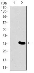 Anti-MESP2 antibody [1B3F9] used in Western Blot (WB). GTX60671
