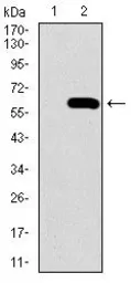 Anti-Osteopontin antibody [7C5H12] used in Western Blot (WB). GTX60672