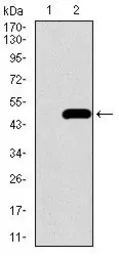 Anti-BMPR1A antibody [4B7B2] used in Western Blot (WB). GTX60675