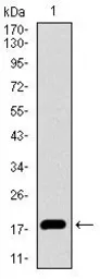 Anti-ID2 antibody [4E12G5] used in Western Blot (WB). GTX60689