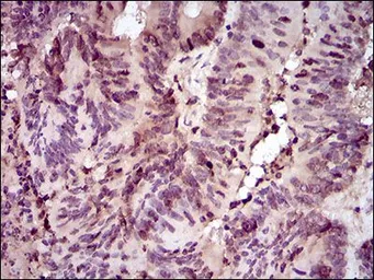 Anti-PCNA antibody [7H4F8] used in IHC (Paraffin sections) (IHC-P). GTX60692