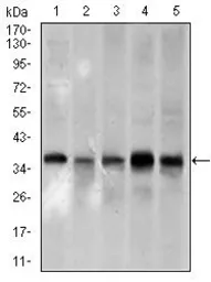 Anti-PCNA antibody [7H4F8] used in Western Blot (WB). GTX60692