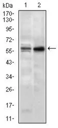 Anti-Nucleostemin antibody [2C8D5] used in Western Blot (WB). GTX60706
