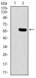 Anti-Nucleostemin antibody [2C8D5] used in Western Blot (WB). GTX60706