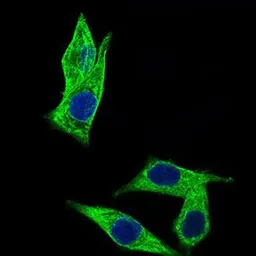 Anti-C17ORF53 antibody [7A3A9] used in Immunocytochemistry/ Immunofluorescence (ICC/IF). GTX60709
