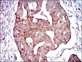 Anti-PDE1B antibody [5C4A3] used in IHC (Paraffin sections) (IHC-P). GTX60718