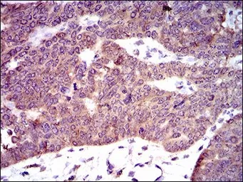 Anti-PDE1B antibody [5C4A3] used in IHC (Paraffin sections) (IHC-P). GTX60718